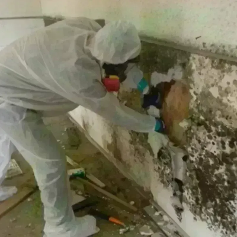 Mold Remediation and Removal in Mount Pleasant, TN